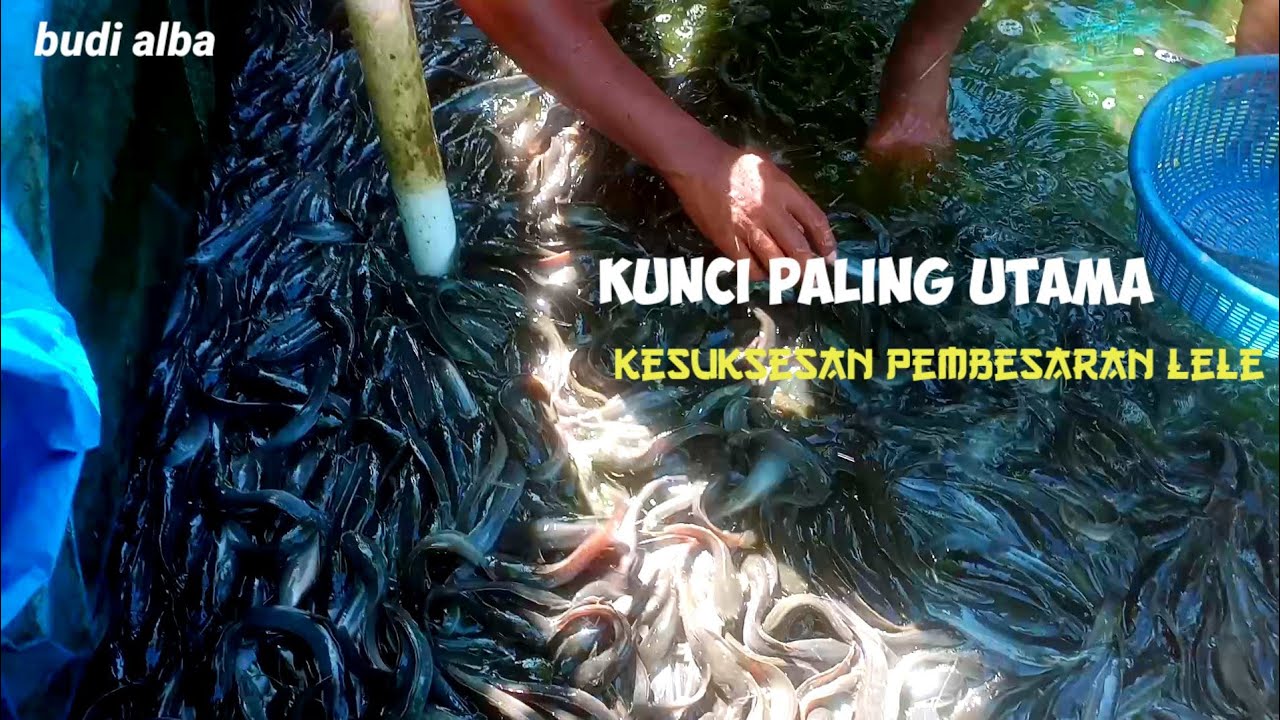 kunci kesuksesan pembesaran ikan lele yang perle di ketahui