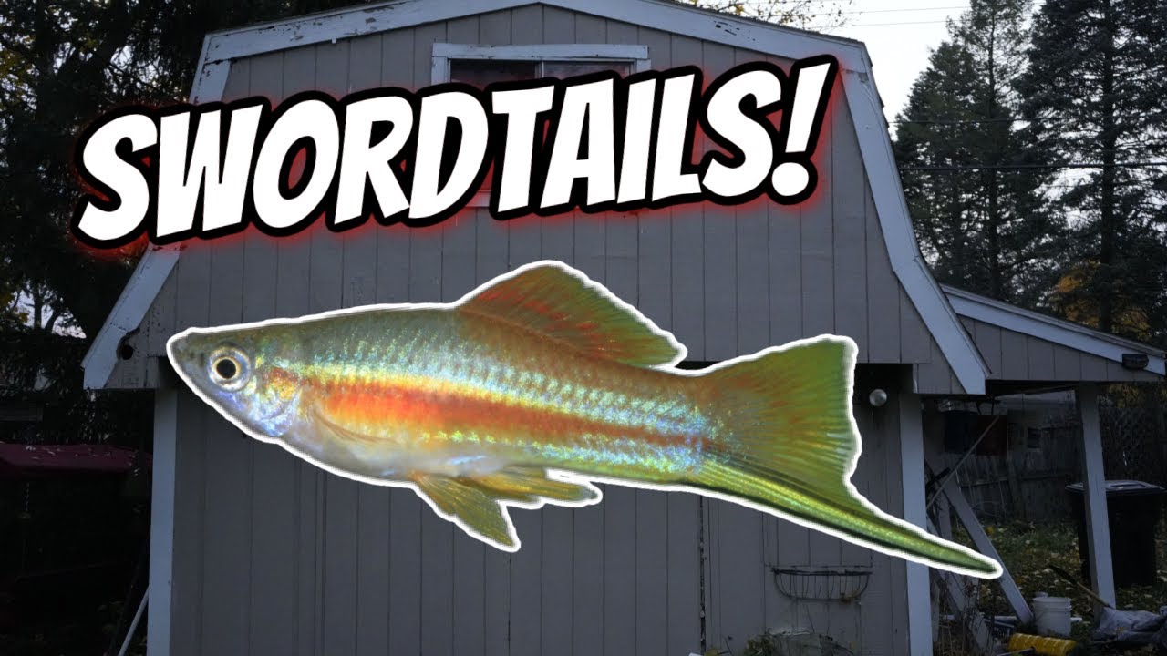 Let's check out all my Swordtails!