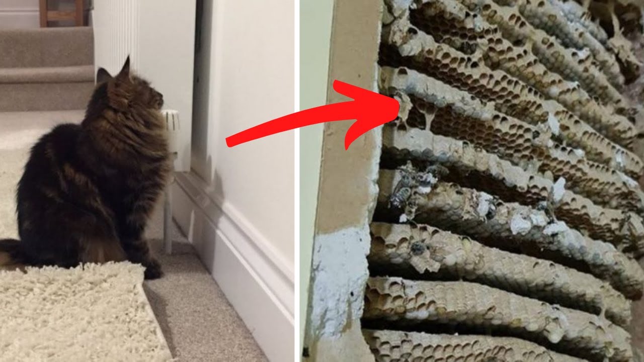 Couple Notices Cats Constantly Staring At Wall Before Discovering Something Behind It