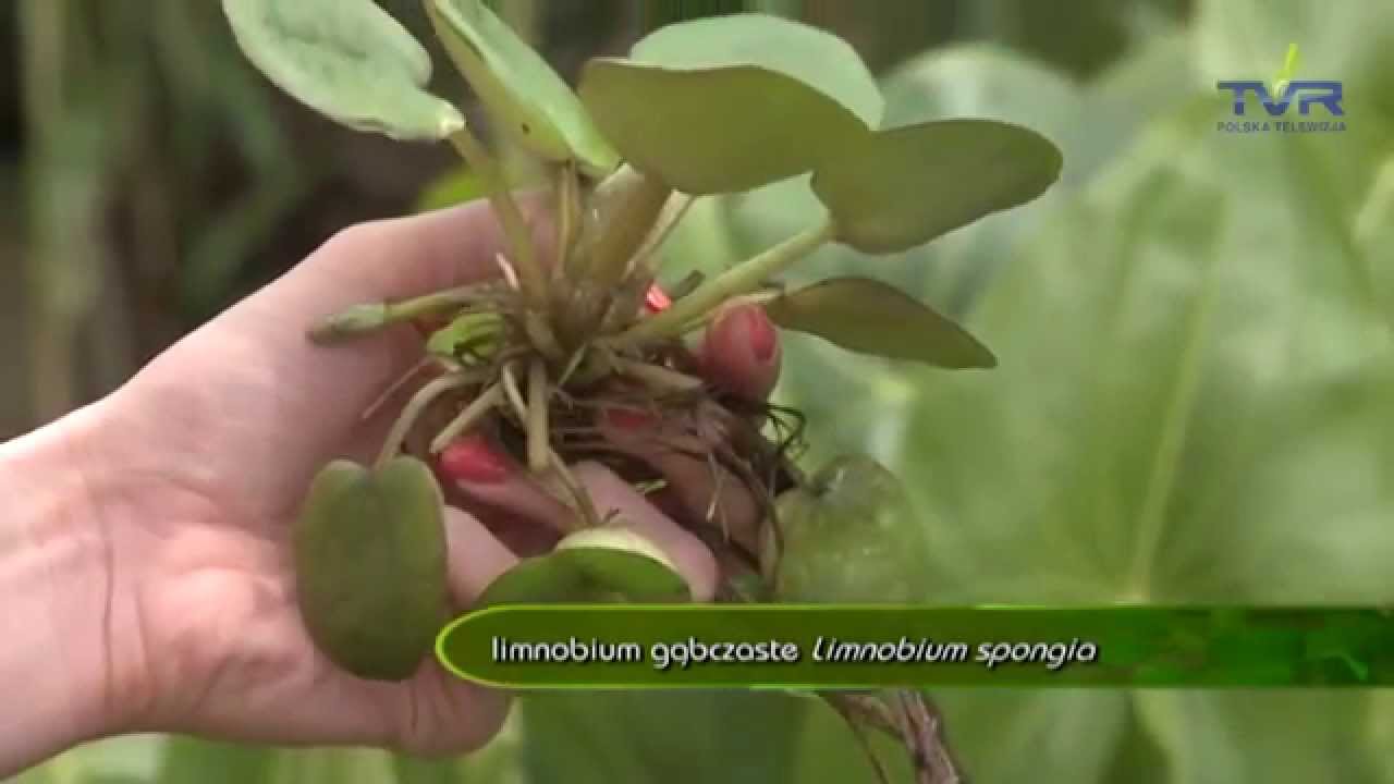 Ogród bez tajemnic ,, Rośliny do oczka wodnego''