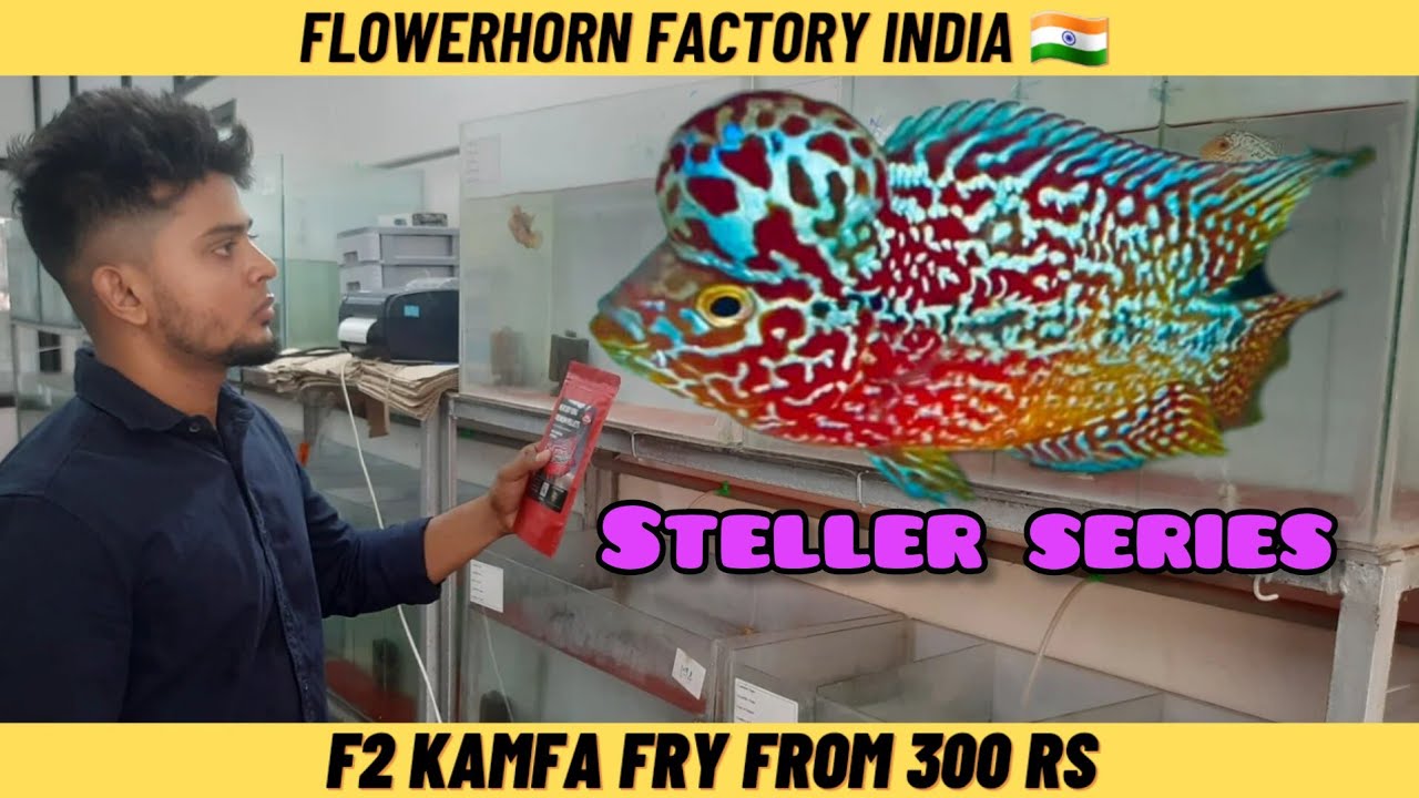 new stellar series kamfa from flowerhorn factory india | revath rk