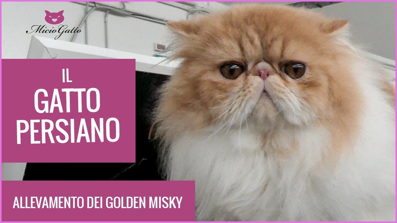 Gatto persiano: tutte le informazioni, prezzi e caratteristiche