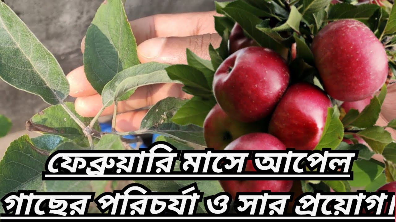 ফেব্রুয়ারি মাসে আপেল গাছের পরিচর্যা ও সার প্রয়োগ।।Apple tree care and fertilizer in February।।