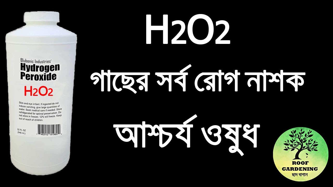 গাছে হাইড্রোজেন পারক্সাইড দিলে আশ্চর্য হয়ে যাবেন /  How to use Hydrogen Peroxide in your plants