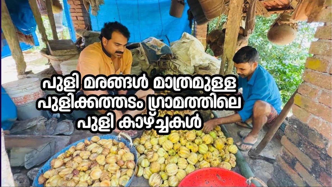 Dried Malabar Tamarind preparation using drier machine at home in pulikkathadam village
