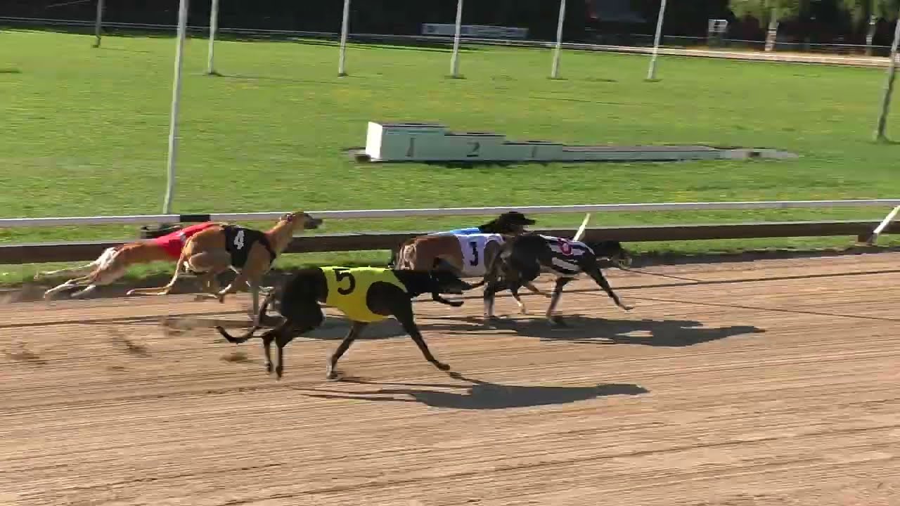 Werraton Suomen Mestaruus -finaali Greyhound 480m 20.8.2022