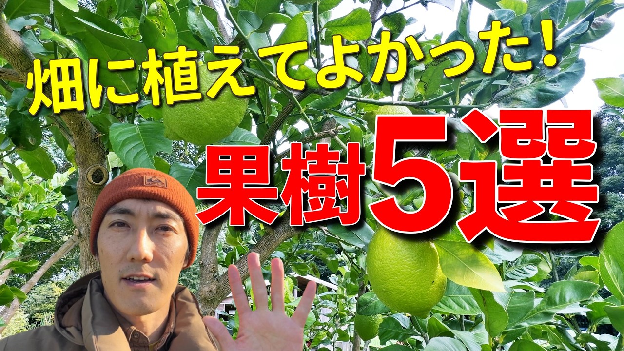畑に植えて本当に良かった果樹5選｜育てやすくて実が楽しめるおすすめ果樹【家庭菜園】