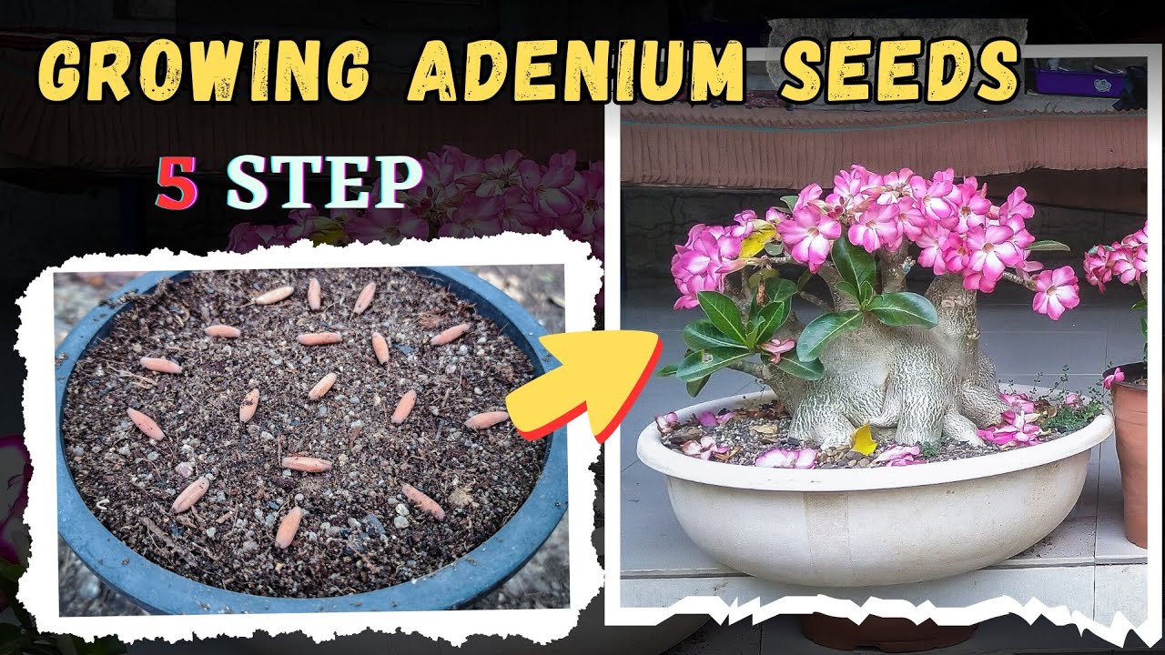 जानें एडेनियम बीज अंकुरण के राज़ | आपके Adenium में खिलेंगे 1000 फूल Adenium Seed Germination
