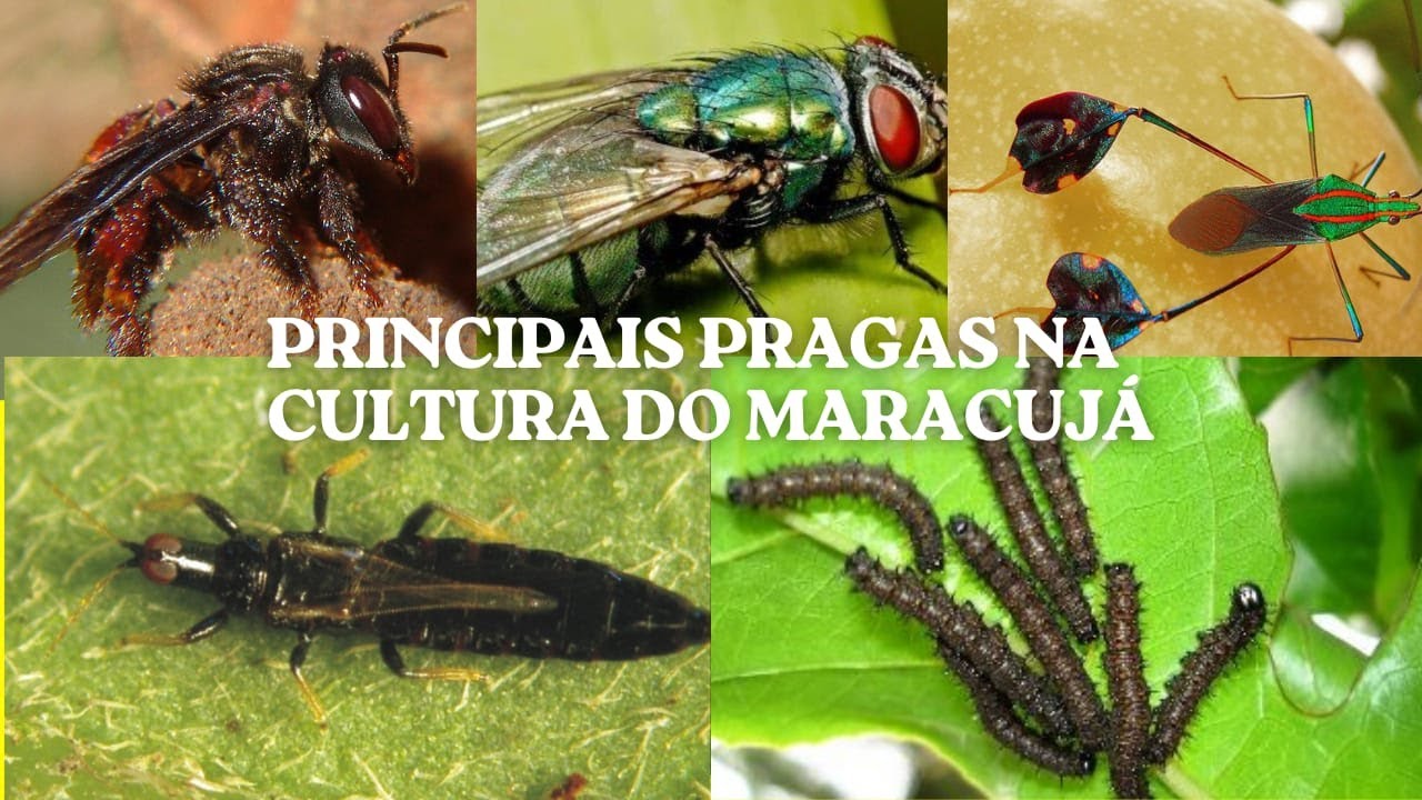PRINCIPAIS PRAGAS NA CULTURA DO MARACUJÁ