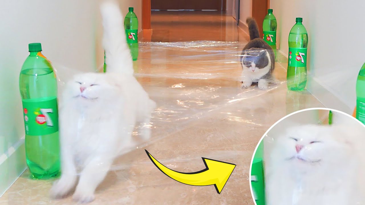 What Can’t Cats Walk Through? #4