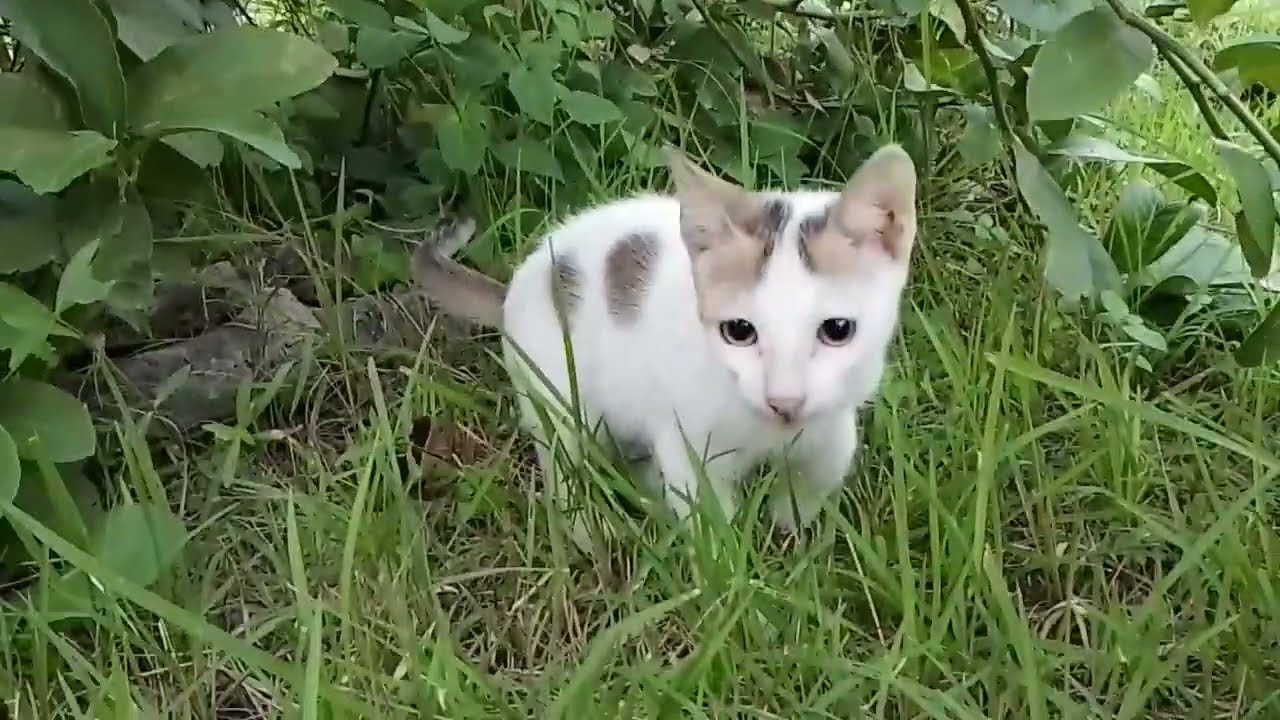 Kittens are Playing in the Field