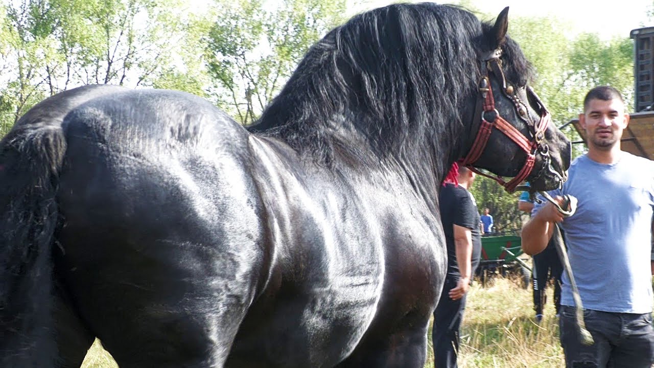 Târg expozițional de cai Vicovu de Sus - Suceava 13 August 2022