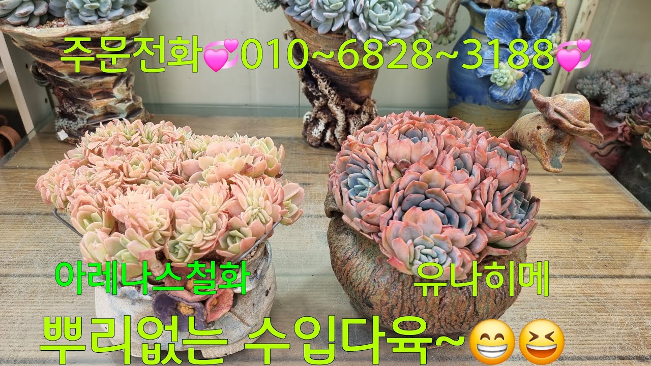 (26.1.27.화)💞아레나스철화💞유나히메💞뿌리없는 수입다육 주문받아요~😆😁