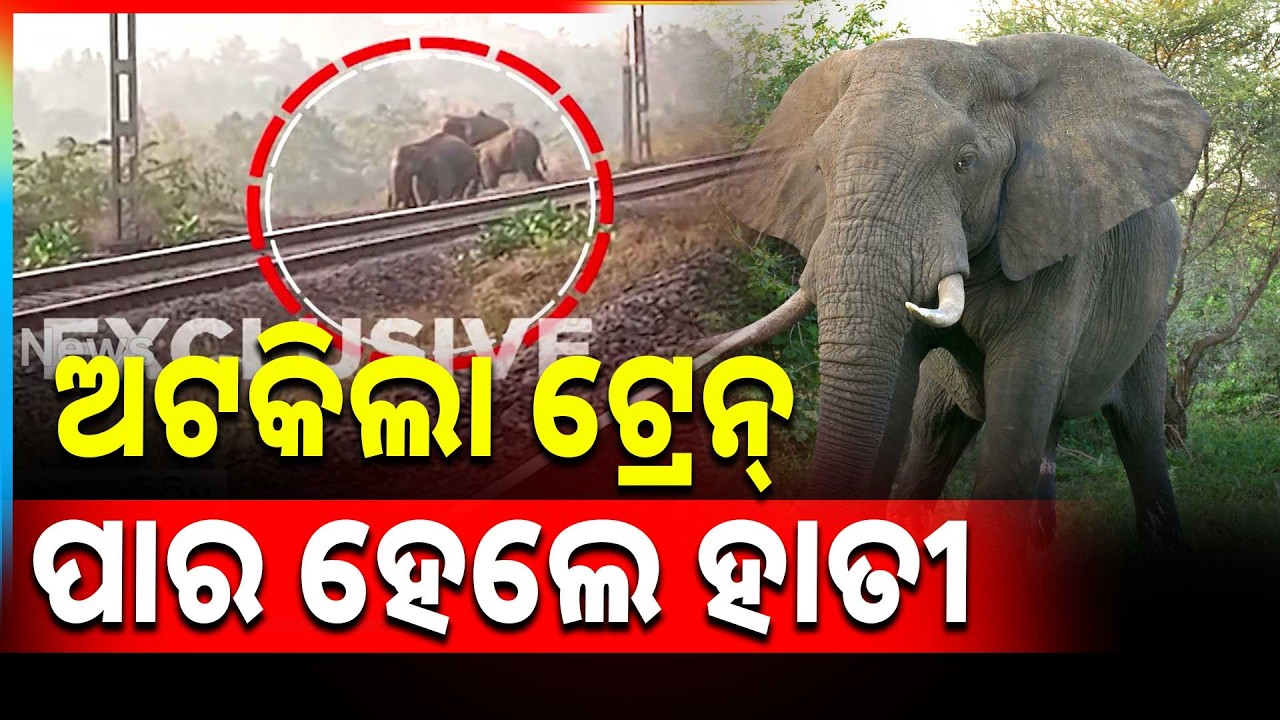 ଅଟକିଲା ଟ୍ରେନ୍‍, ପାର ହେଲେ ହାତୀ | Herds Of Elephant Crossing Rail Track