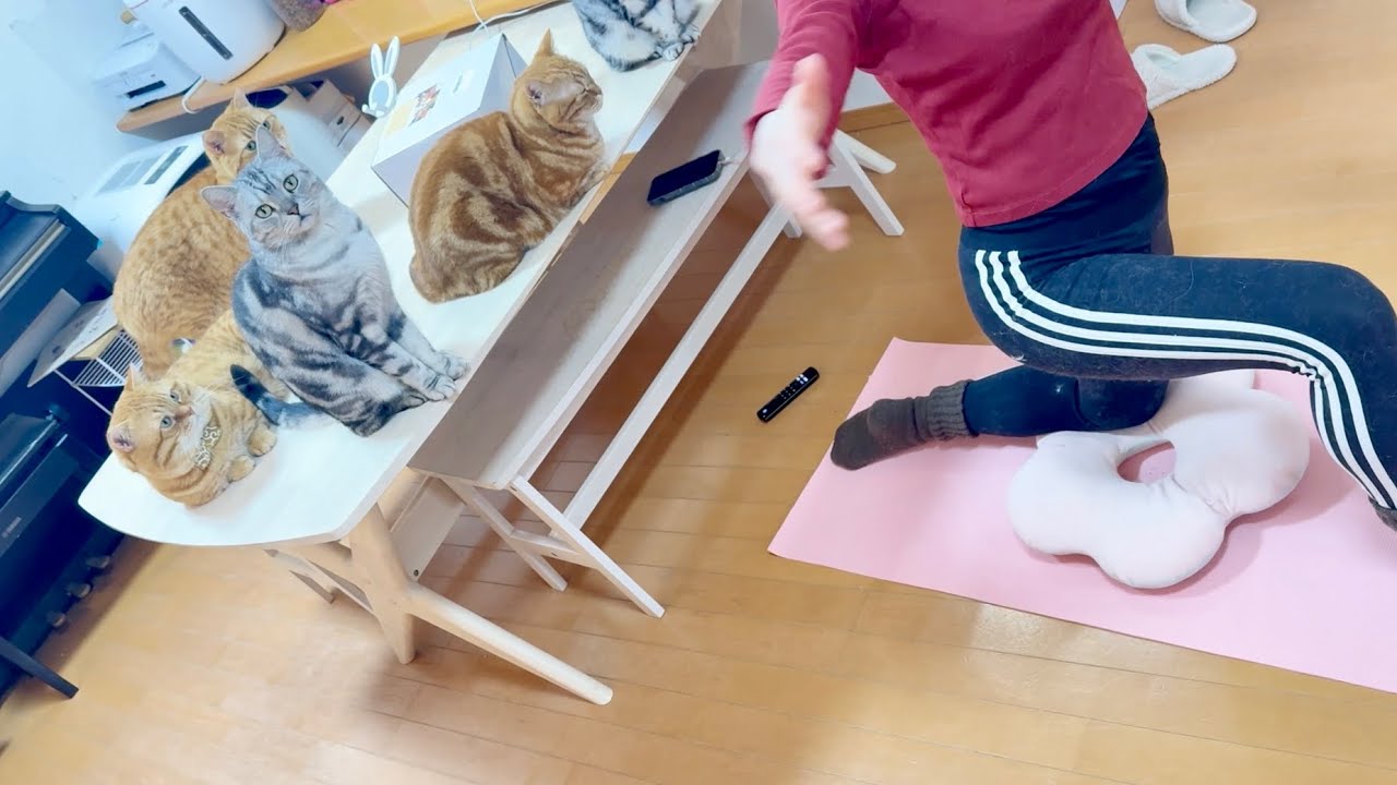 ピラティスしてるママを冷ややかな眼差しで見てる猫たち。