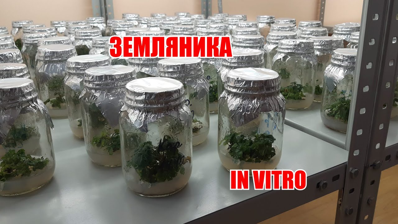 Размножение земляники in vitro. Лаборатория и теплица филиала ФГБУ «Россельхозцентр» по НО