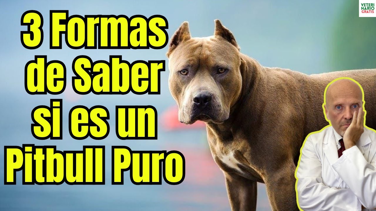 ¿COMO SABER SI UN PITBULL ES ES PURO DE RAZA? 🐶✅ 3 MÉTODOS infalibles