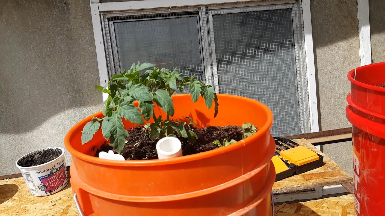DIY self wicking bucket