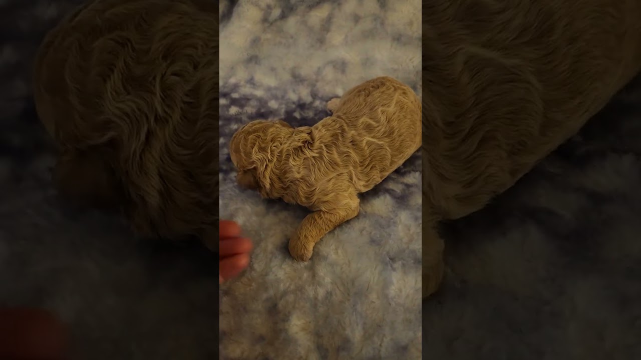 Coco and quill 2/11 litter medium multigen labradoodles