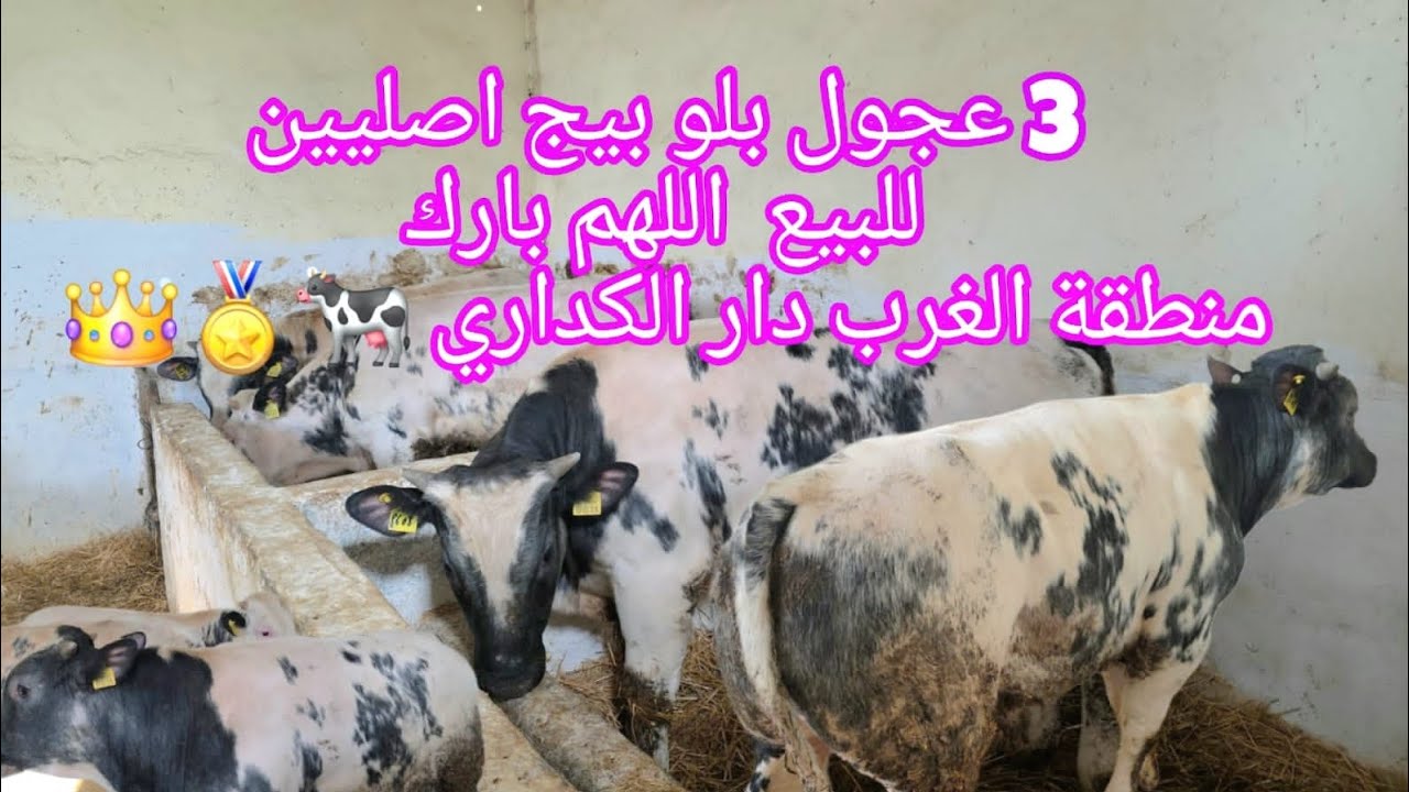 3 عجول بلو بيج اصليين للبيع  اللهم بارك منطقة الغرب دار الكداري  0661282165👑🐄🏅#مغربية #marocaine 