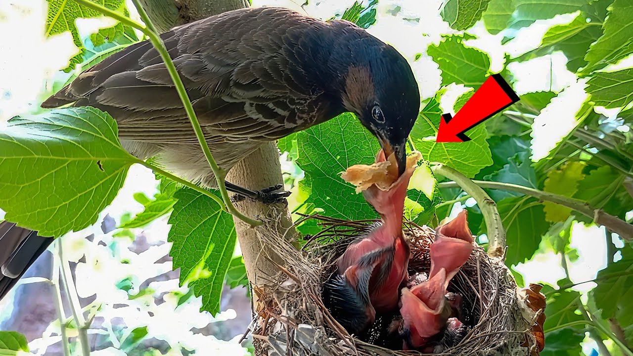 Red Vented Bulbul bird Feeding Its Hungry Chicks in the Nest!
