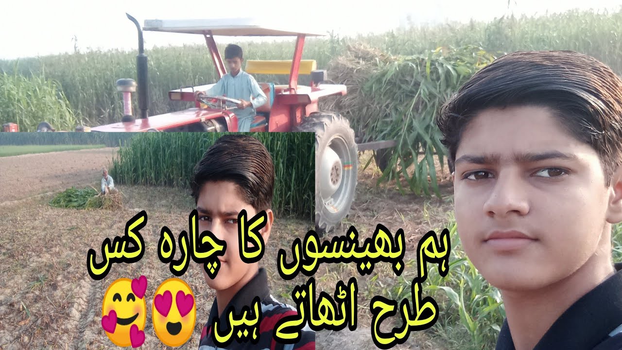 Ham bhains ka chara kis Tara lekar jaate Hain 🥰🤩