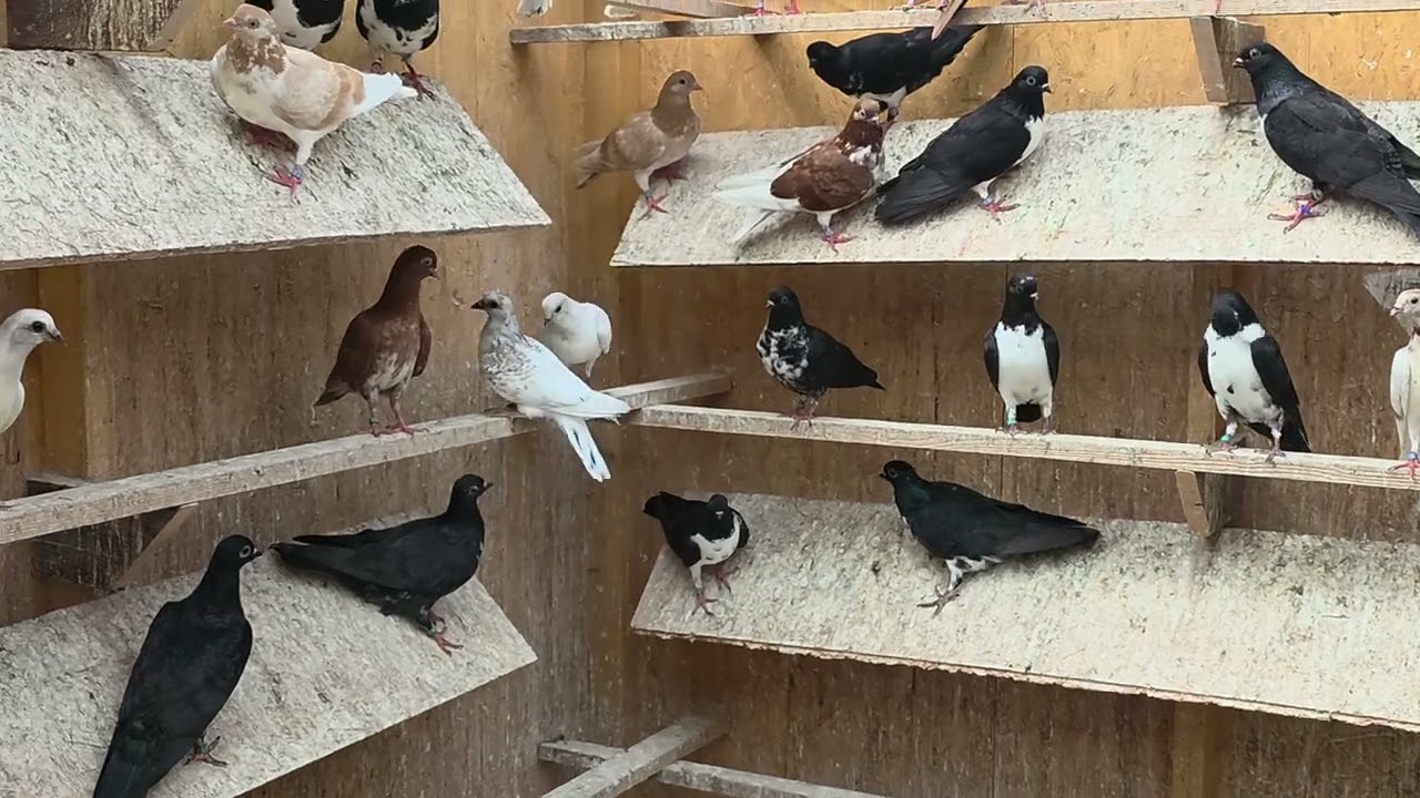 Meine Tauben am 03.07.25