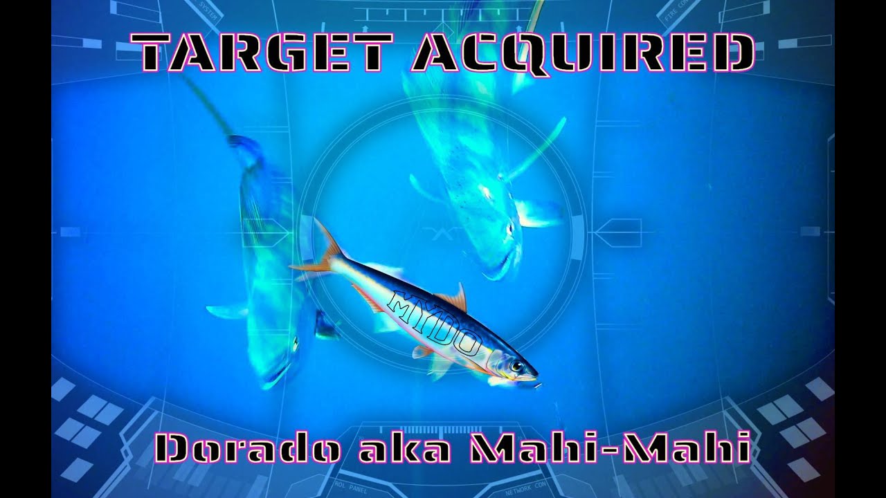 Dorado Attack Behaviour Strike Analysis Underwater