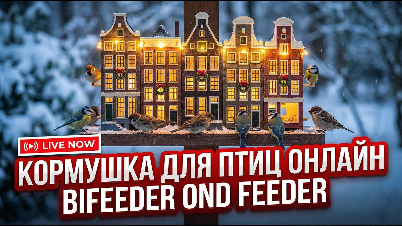 КОРМУШКА ДЛЯ ПТИЦ ОНЛАЙН | BIRD FEEDER ONLINE https://www.twitch.tv/birdfeederonline