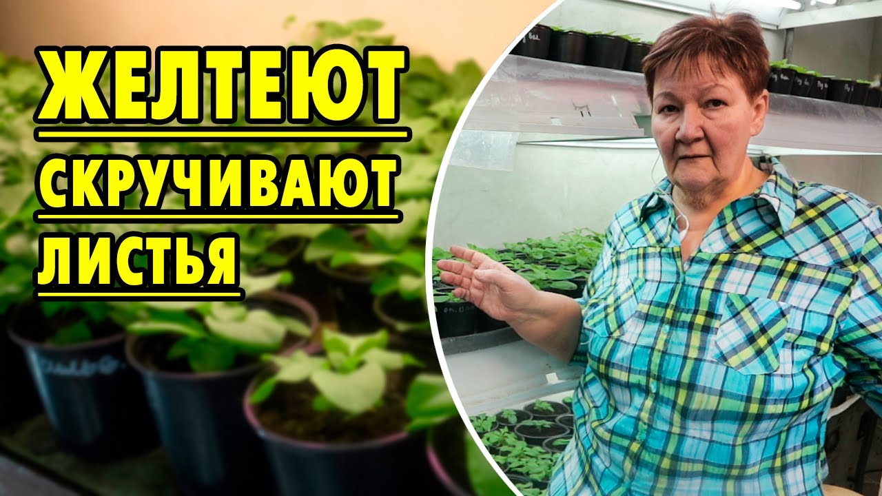 🌺Петунии с нуля: Почему желтеют и скручиваются листья рассады?