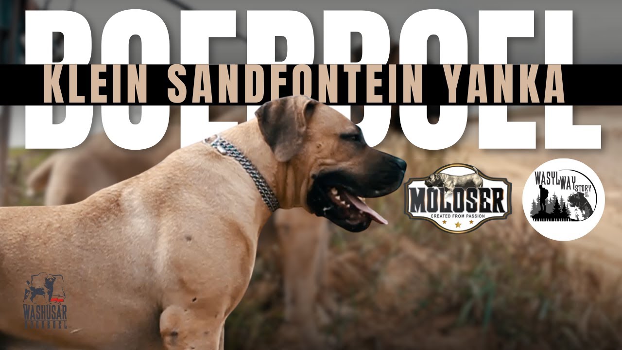 LEIN SANDFONTEIN YANKA | #boerboel SABBS Linear 83.3%