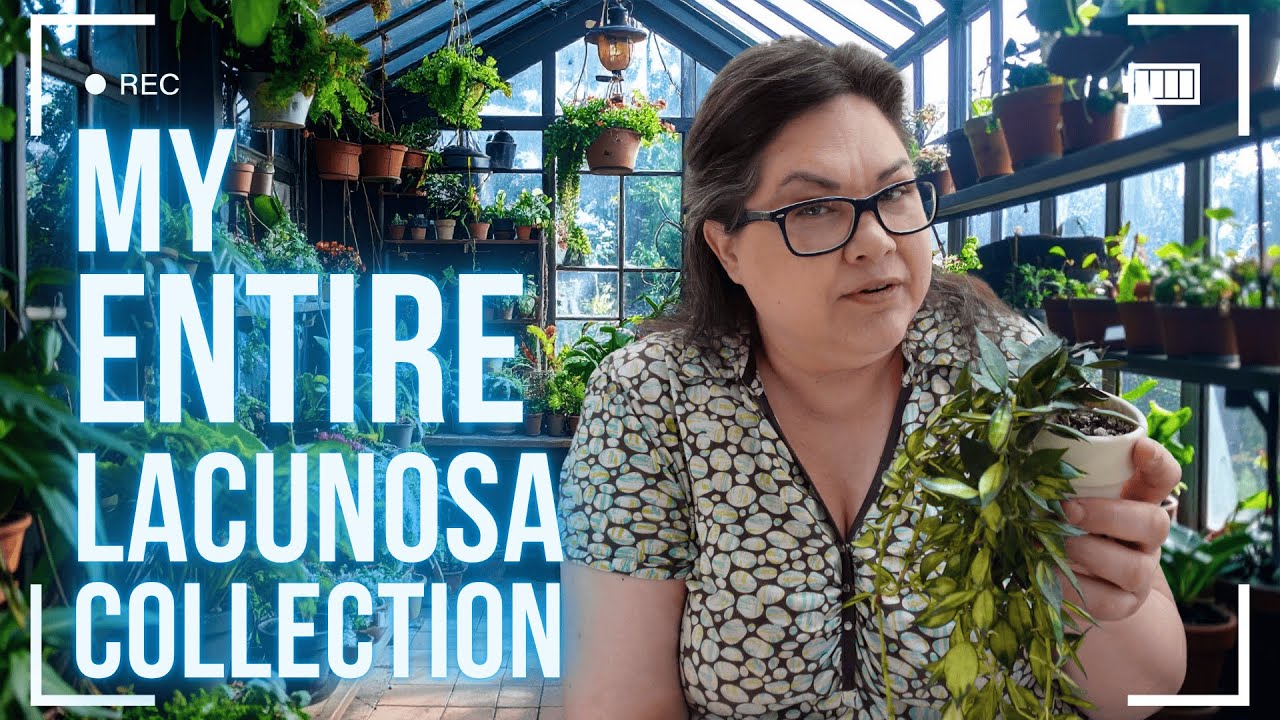 Tour My Hoya Lacunosa 