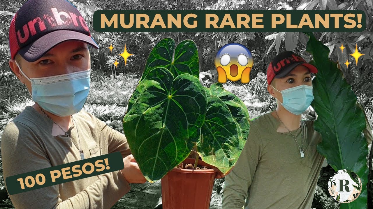SILANG CAVITE GARDEN TOUR | CHEAP & RARE PLANTS