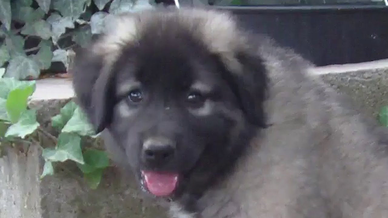 9-Week-Old Shepherd Puppy: Training and Tricks [Best Of]
