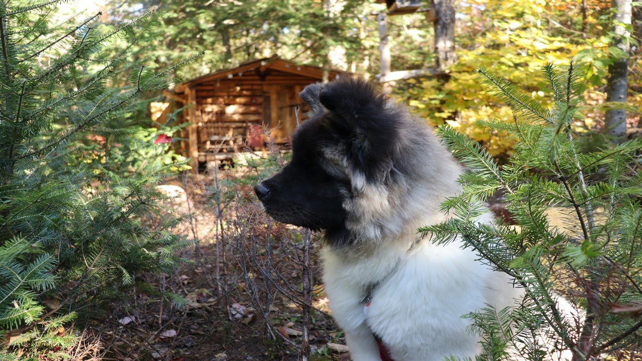 Off-Grid Log Cabin With My Dog: What's Next? Future Buildings, New Year.