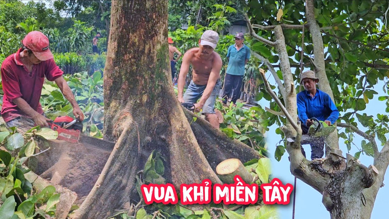 Vua Khỉ cưa hạ gốc cây Bàng nhớt tại tại cây Giống nằm cạnh QL1A (Phần cuối).