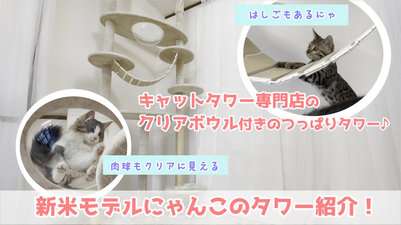 宇宙船？！クリアボウル付きつっぱりキャットタワー♪ベンガルとノルウェージャン★新米モデルにゃんこのタワー紹介♪～ポントゥール編～【キャットタワー専門店Mau】