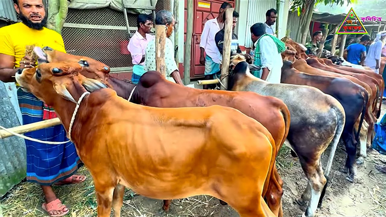 জামালপুরের পিকনা হাটে অল্প টাকায় ভালো মানের ছোট ছোট ষাঁড় ! দাম সম্পর্কে ব্যাপারীরা কি বলছে দেখুন। 