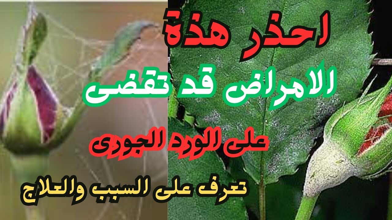 علاج سريع وفعال لأمراض الورد الجورى!