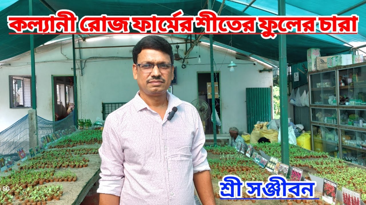 শীতের মরসুমি ফুলের চারা কল্যানী রোজ ফার্মে||Season Flowers In Kalyani Rose Farm||Shree Sanjiban||