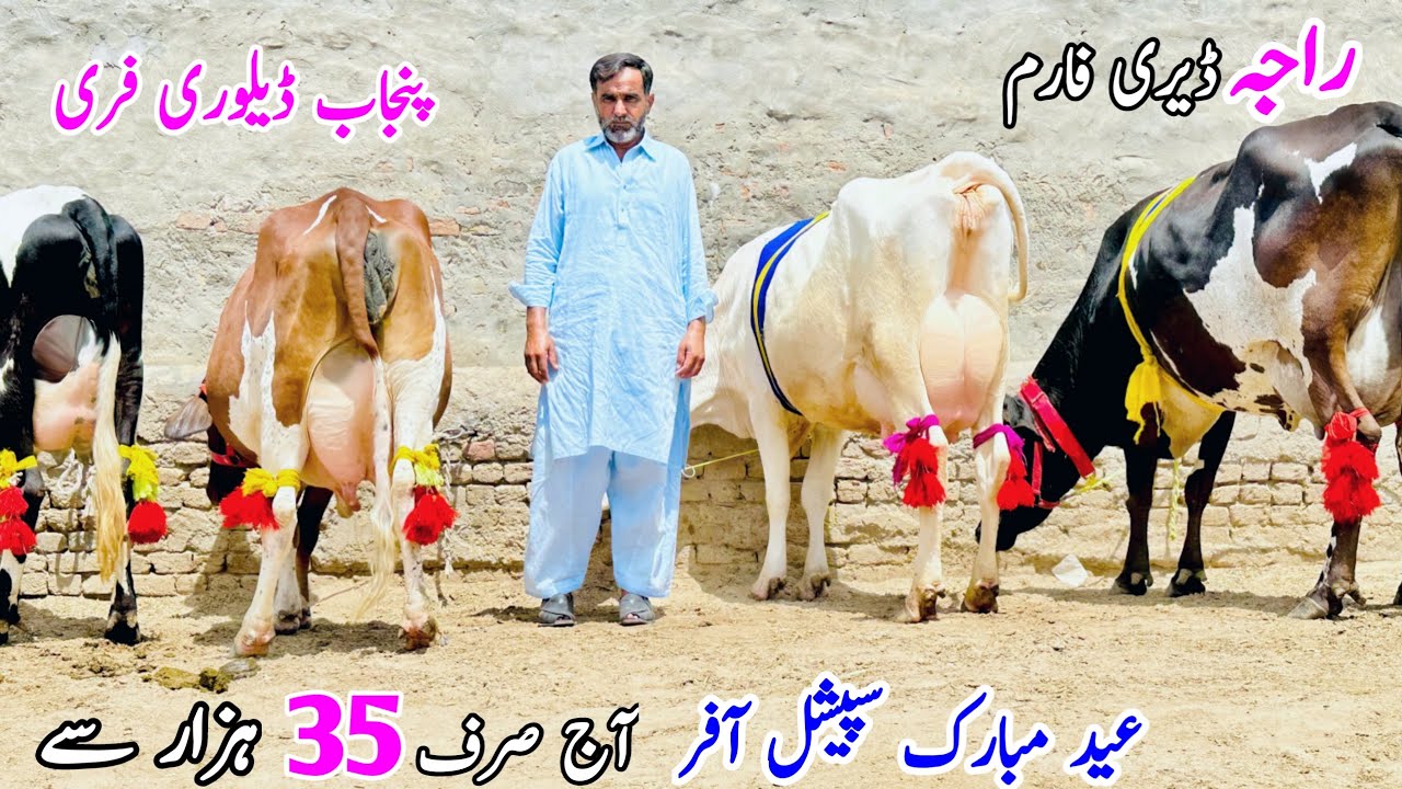 Raja Dairy Farm | Top 8 Cows | Australian Friesian cows For sale in Punjab | Dairy cows 19 June 2024