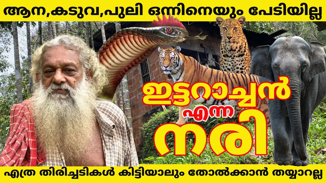 കുരയ്ക്കുന്ന പാമ്പ് , പട്ടി പുലി , കടുവ ആന എല്ലാം ഇട്ടറാച്ചന്റെ തോഴന്മാർ #elephant #tiger #forest