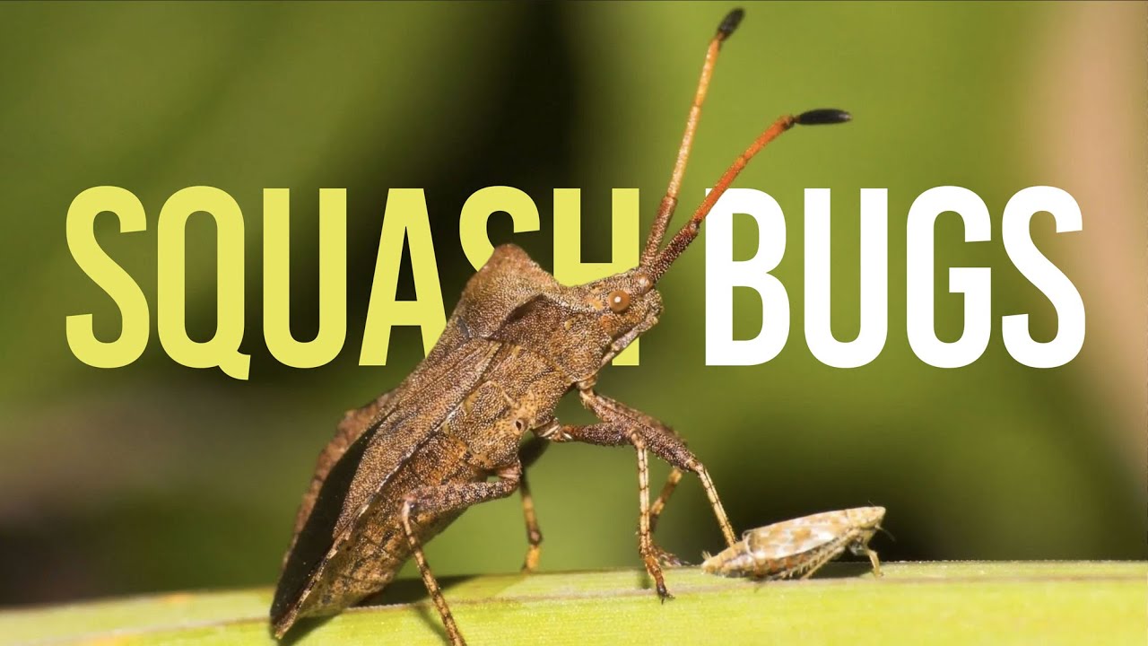 Squash Bugs