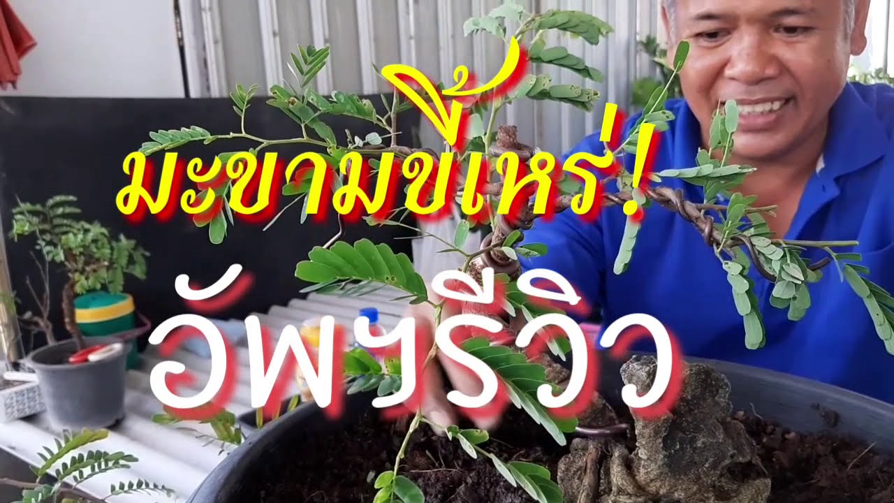 บอนไซมะขามขี้เหร่ ; อัพฯรีวิวมะขามที่ปรับแก้ทรง เป็นแนวทางสำหรับสร้างงานมะขาม ตลาดต้นไม้เจ้าจอม
