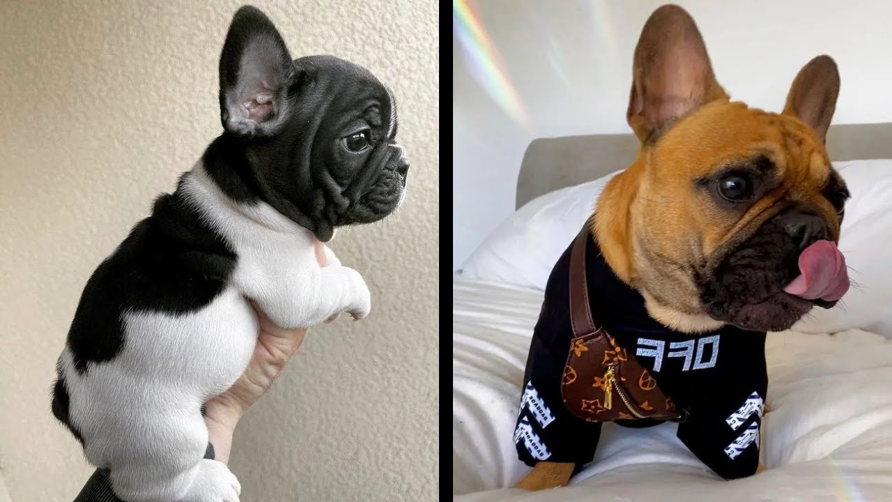 Super Cute French Bulldog Puppy Video Compilation