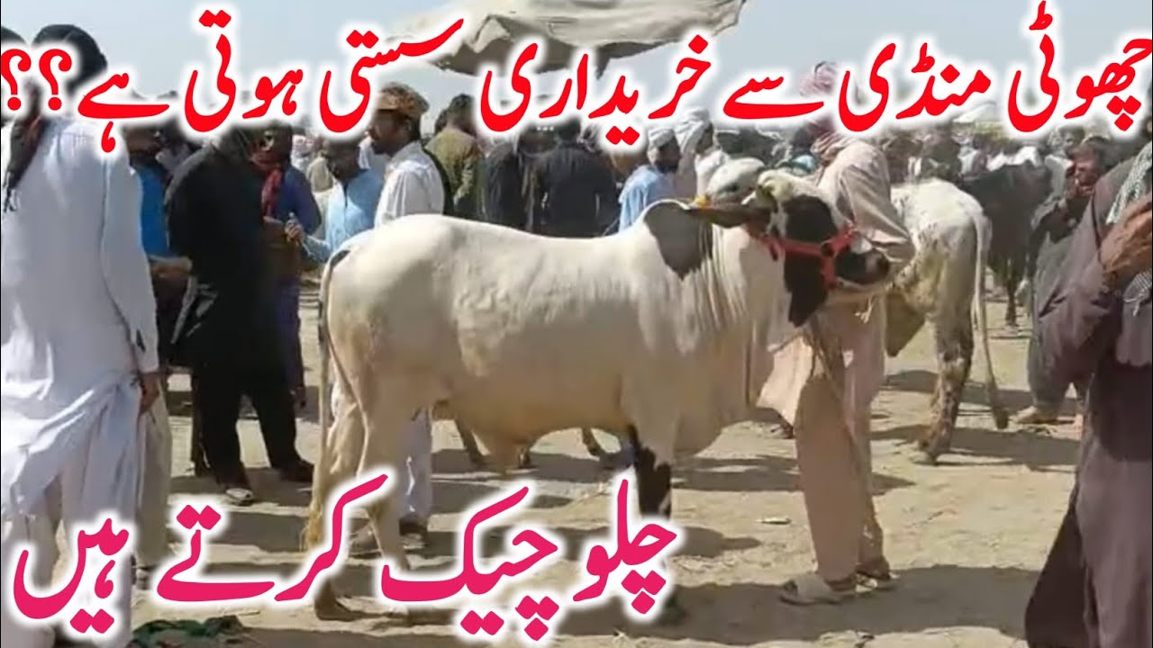 New Cow Mandi For Qurbani 2026 Sahiwal Cholistani Bachre Bachrian || Global Village Farming 