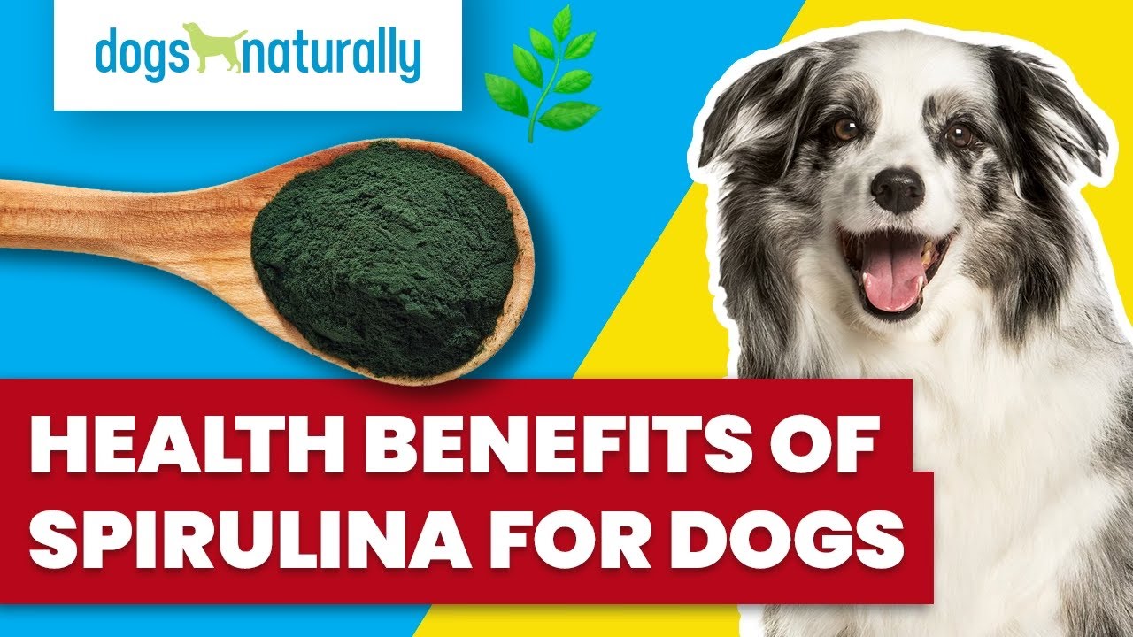 Health Benefits Of Spirulina For Dogs