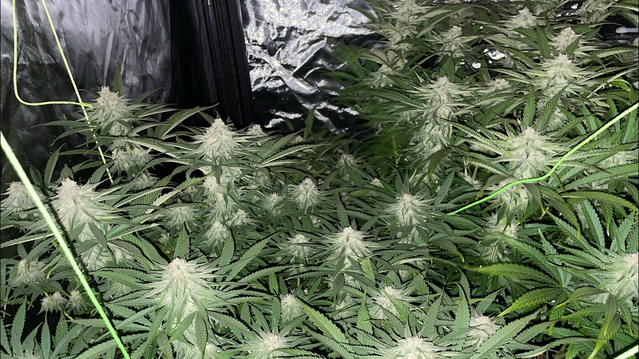 Sour patch punch (seed to harvest) full grow with dry weight