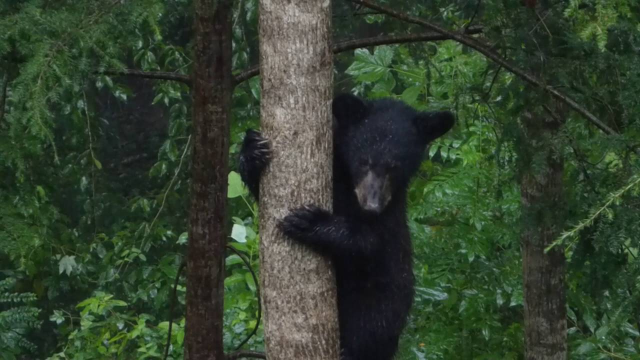 Rainy Day Cubs-August 23, 2016