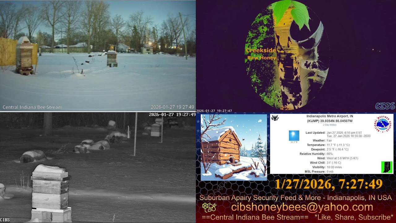 2026/1/27 Back Yard Cam - Weather - Snow Covered Bee Hives - Security Feed - Indianapolis, IN USA